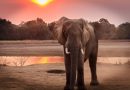 Udforskning af elefantsnot: Din guide til et fascinerende fænomen